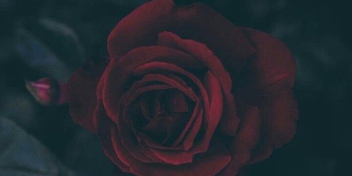 720x1280 April Ryburn on Flower Power | Dark wallpaper, Flower