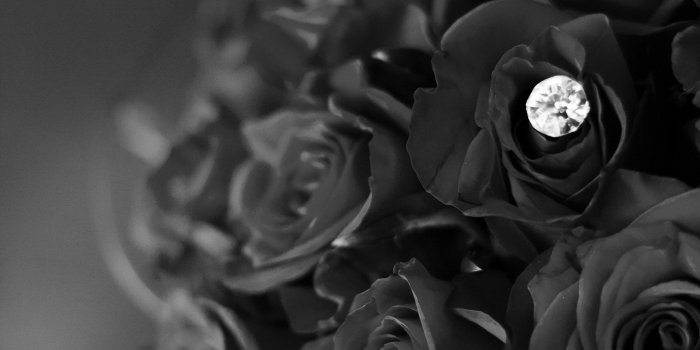2048x2048 Black Roses Wallpaper Hd Iphone X, Download Wallpapers on Jakpost