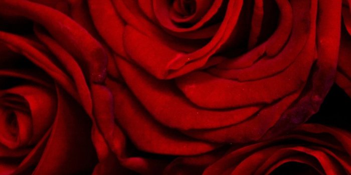 1125x2436 Red Rose iPhone Wallpaper (82+ images)