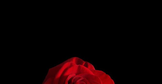 670x1191 iPhone Wallpaper | Garden roses, Red, Rose, Black, Flower, Petal