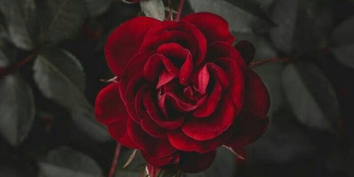 720x1280 AlexArabella on Spells | Rose wallpaper, Plant wallpaper
