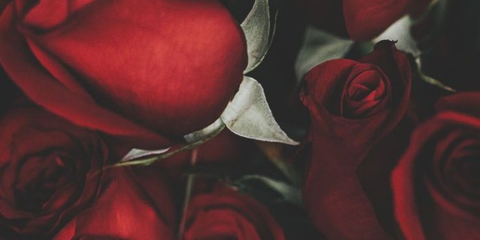 736x1308 Floral Roses Iphone Wallpaper By Preppy Wallpapers - Red Rose