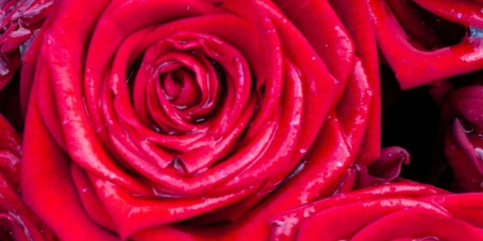 1242x2688 Flower, Garden Roses, Painting, Floribunda, Wall Wallpaper
