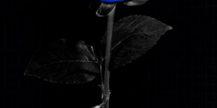 750x1334 Iphone 7 Black Rose Wallpaper