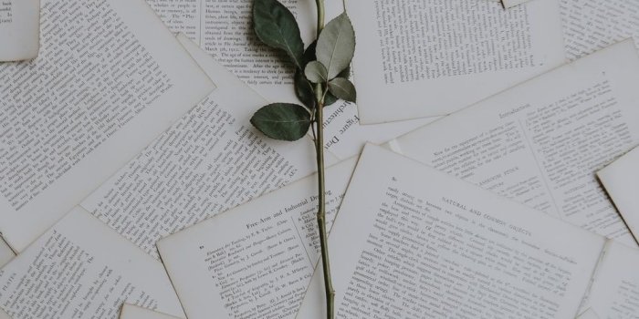 1000x1476 Rose Wallpapers: Free HD Download [500+ HQ] | Unsplash
