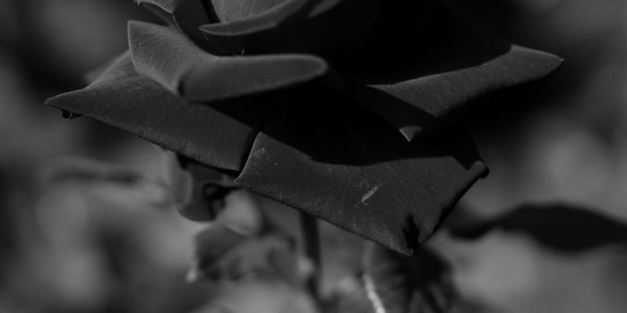 1350x2400 Download wallpaper 1350x2400 rose, bw, stem, bud, blur iphone 8+
