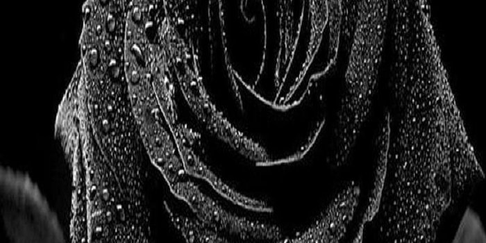 1080x1920 Rose iPhone Wallpapers - Top Free Rose iPhone Backgrounds