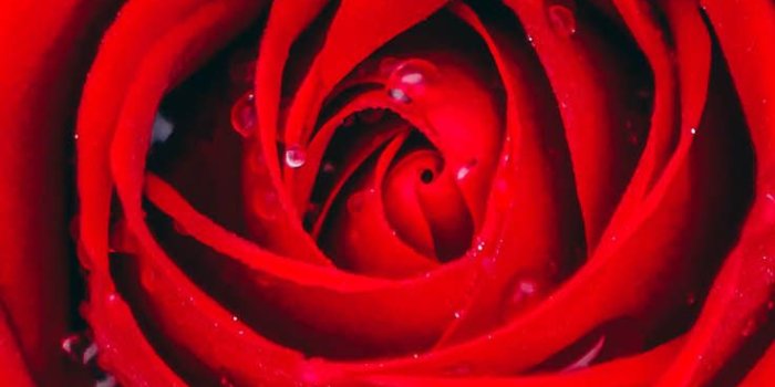 736x1308 29 Romantic Roses iPhone X Wallpapers | Preppy Wallpapers