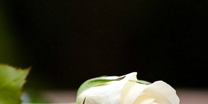 1080x1920 24 White Rose iPhone Wallpapers - WallpaperBoat