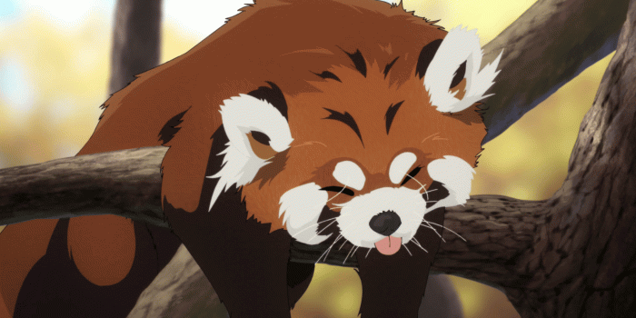 1920x1080 Anime Red Panda Wallpapers