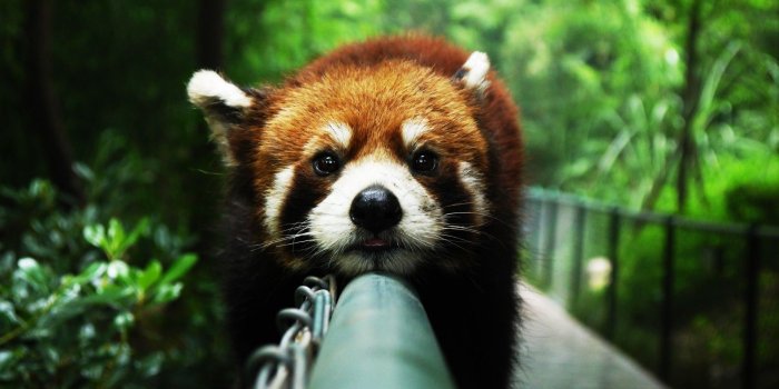 1920x1080 anime, Closeup, Animals, Red Panda, Atmosphere, Lazy Wallpapers HD