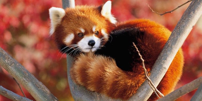 1920x1200 Red Panda Wallpapers (66+ pictures)