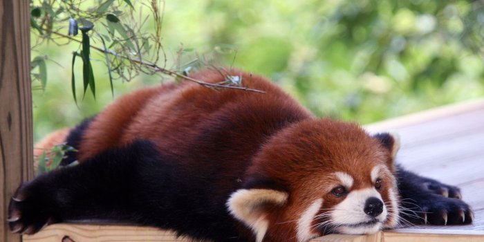 1920x1200 Cute Anime Panda Wallpaper (64+ images)