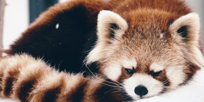 1920x1080 Anime Panda wallpapers - HD wallpaper Collections - 4kwallpaper.wiki