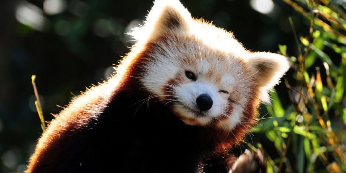 1920x1080 138+ Anime Panda