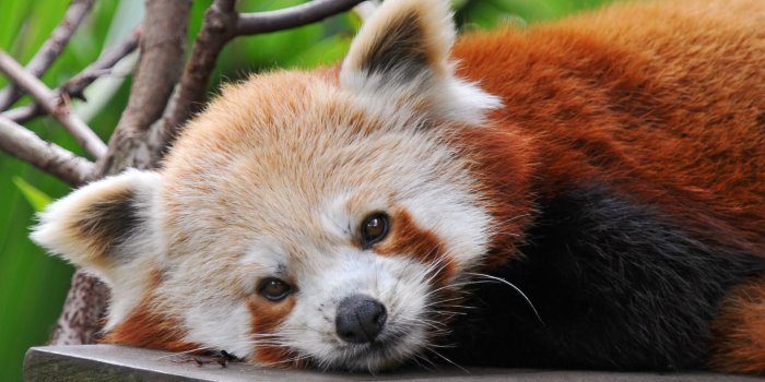 1920x1080 Red Panda | Red panda wallpaper 1920x1080 | Cute baby animals