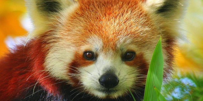 1366x768 Cute Baby Red Pandas Wallpapers - Top Free Cute Baby Red Pandas