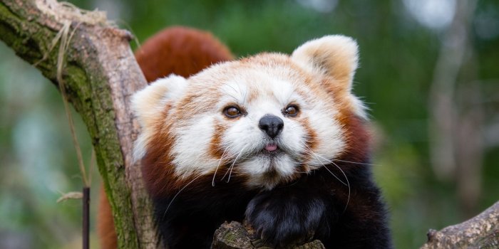 1920x1080 Download wallpaper 1920x1080 red panda, small panda, muzzle