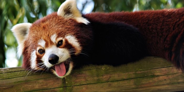 1920x1080 Panda Wallpaper For Computer on WallpaperGet.com