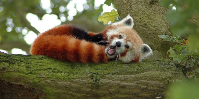 1600x1000 Awesome Free Red Panda HD Wallpaper Free Download