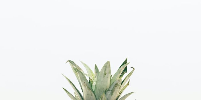 1000x1500 900+ Food Background Images: Download HD Backgrounds on Unsplash