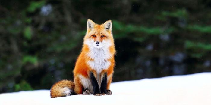 1366x768 Cute Fox Wallpapers - Top Free Cute Fox Backgrounds - WallpaperAccess