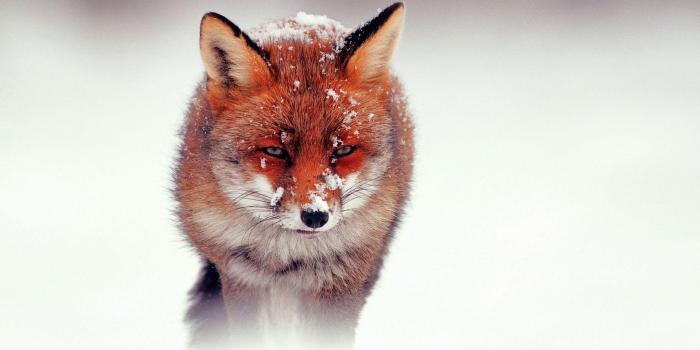 1920x1200 Red Fox Wallpapers