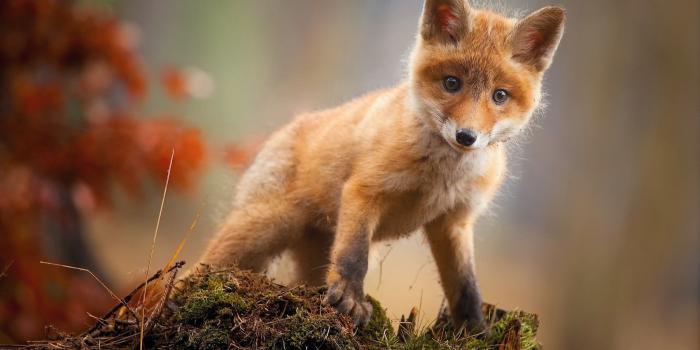 2500x1786 Baby Fox Wallpapers - Top Free Baby Fox Backgrounds - WallpaperAccess