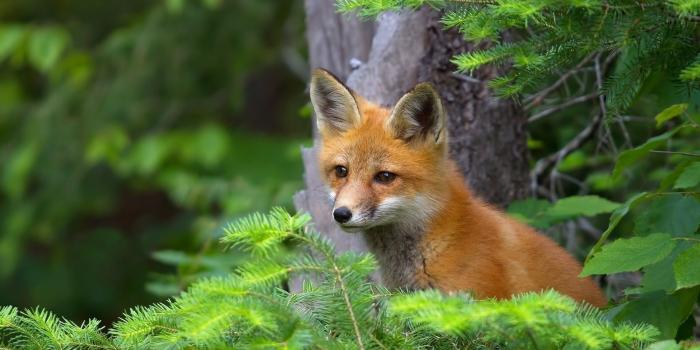 1920x1080 YouWall Cute Red Fox Wallpapers Wallpaper,Wallpapers,Free