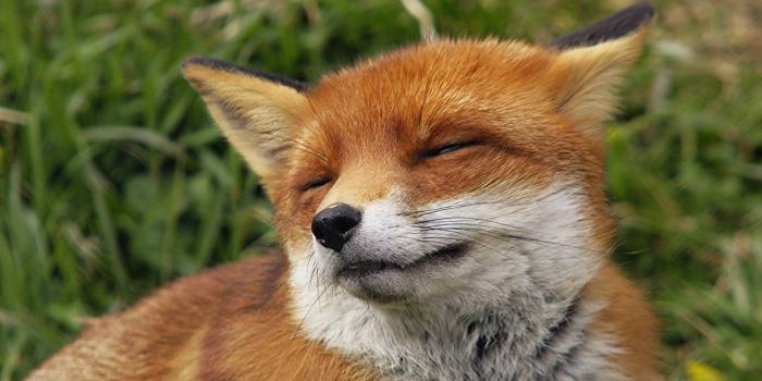 1920x1200 Red Fox Wallpapers