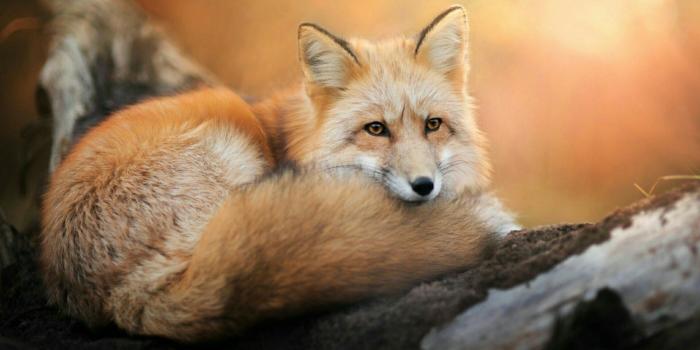 1920x1080 Red Fox Wallpapers - Top Free Red Fox Backgrounds - WallpaperAccess