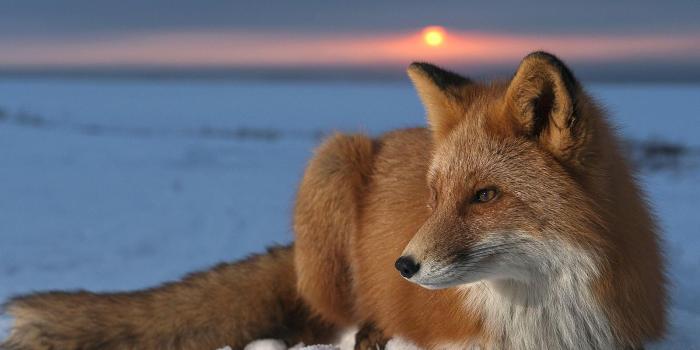 1600x1200 Red Fox Wallpapers