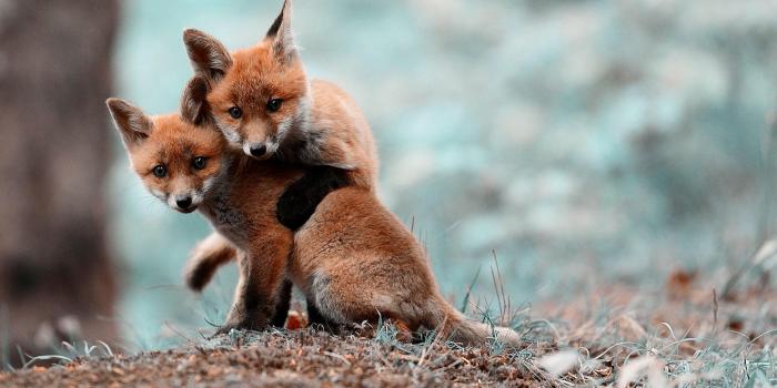 1920x1080 Baby Fox Wallpaper - Cute Baby Red Foxes, Hd Wallpapers