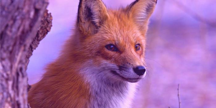 3840x2160 Cute Fox Wallpapers