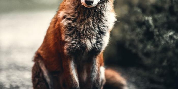 1000x1464 Fox Wallpapers: Free HD Download [500+ HQ] | Unsplash