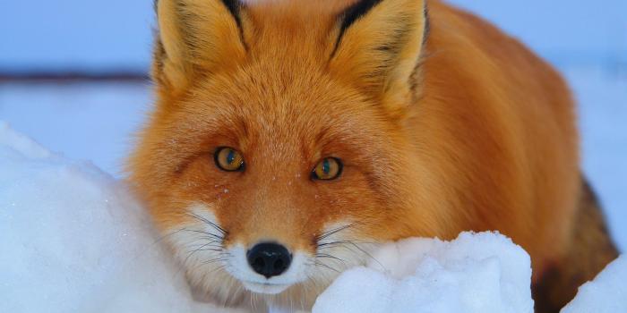 1600x1000 Free download Cute Red Fox Wallpaper Fox wallpaper with a red fox