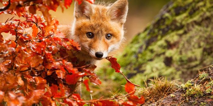 2500x1706 970 Fox HD Wallpapers | Background Images