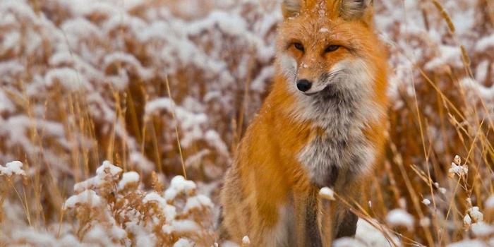 1280x1024 Red Fox Wallpapers - Top Free Red Fox Backgrounds - WallpaperAccess