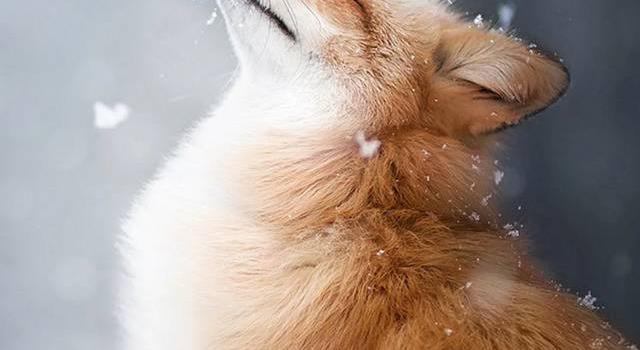 640x1280 Cute fox wallpaper by Photographer001 - fa - Free on ZEDGE™