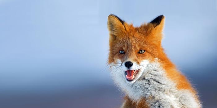 1920x1080 Best 46+ Fox Desktop Backgrounds on HipWallpaper | Cute Fox