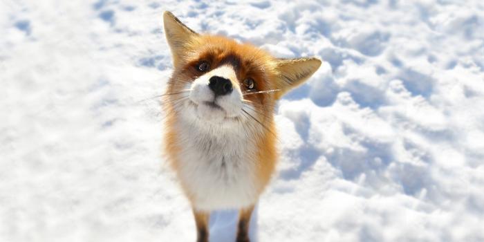 1920x1080 Red Fox Wallpaper posted by Samantha Anderson