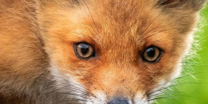 1125x2436 Iphone Wallpaper Cute Fox Cub, Trunk - Cute Red Fox Cub