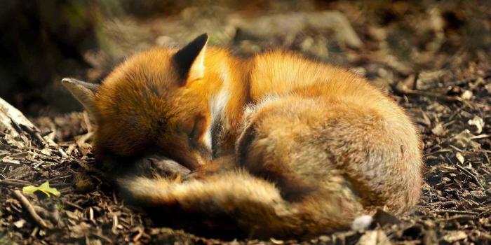 1920x1080 Baby Fox Wallpaper - Cute Baby Fox Sleeping (#115317) - HD