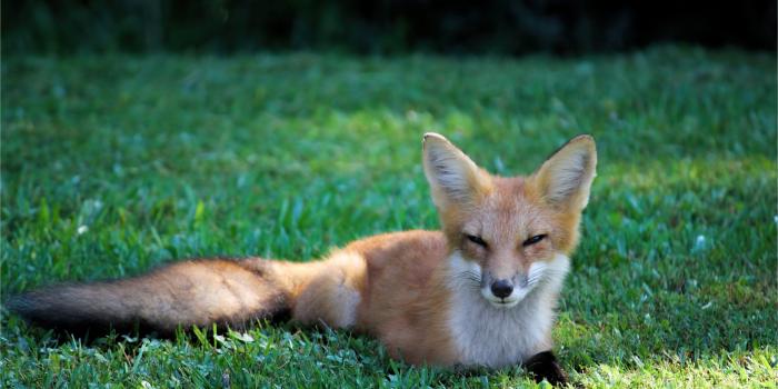 3842x2402 Pretty Red Fox - VIP Wallpaper | HD Wallpapers