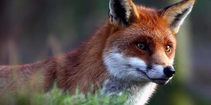 1920x1080 Pin on Animal