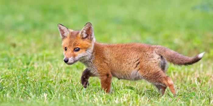 1920x1080 Cute fox cub hd wallpaper | 1920x1080 | #12585