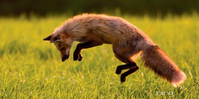 1920x1080 Red Fox Wallpaper ·① WallpaperTag