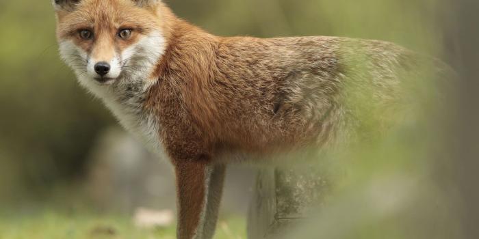 1310x1048 Cute Red Fox | Download Wallpapers