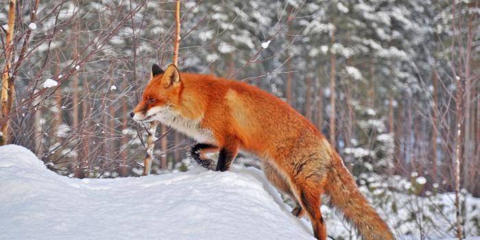 1920x1080 Fox In Snow - Fox Background Pc, Hd Wallpapers & backgrounds