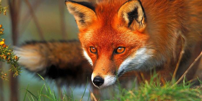 1920x1200 Red Fox Wallpaper Awesome Red Foxes Wallpapers Pets Cute and